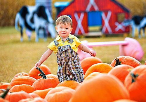 Our farm is a great spot for pick-your-own locally sourced pumpkins.